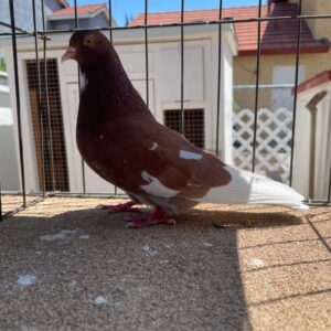 CSRA Auction- Joe Brackens bird