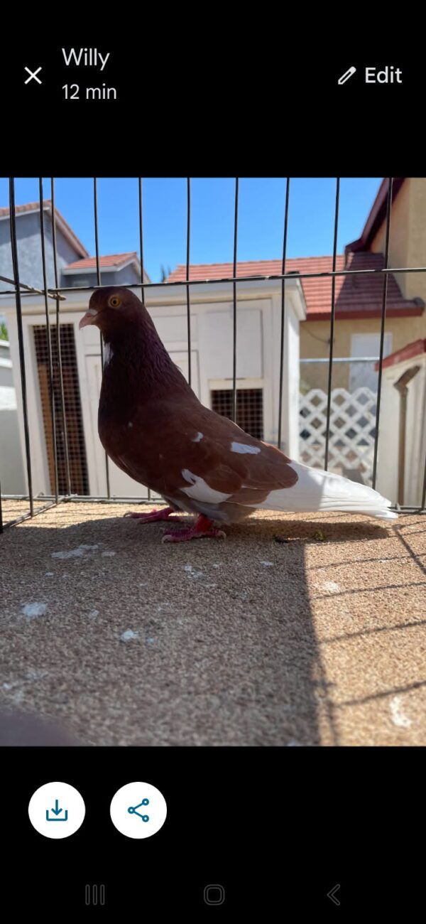 CSRA Auction- Joe Brackens bird