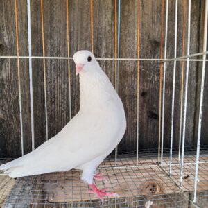 AARC Auction- Ronnie Ross white Mason Cock bird