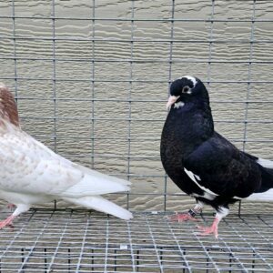 Minnesotra Flying Fund Auction- Ma Lee youngsters #1