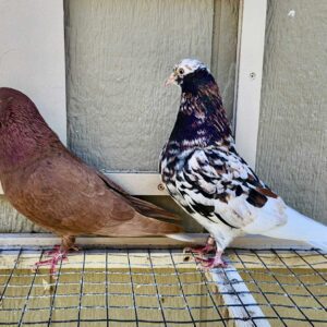Minnesota Flying Fund Auction- 2 X 11 bird Champion Ma Lee youngsters #2