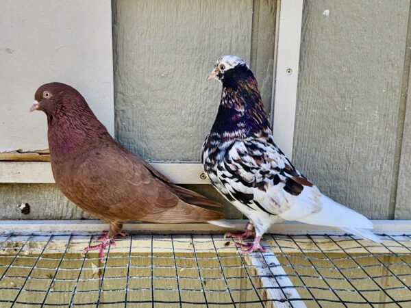 Minnesota Flying Fund Auction- 2 X 11 bird Champion Ma Lee youngsters #2