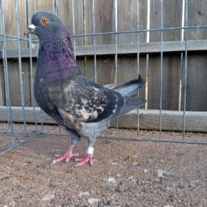 AARC Auction- HBRC Bird