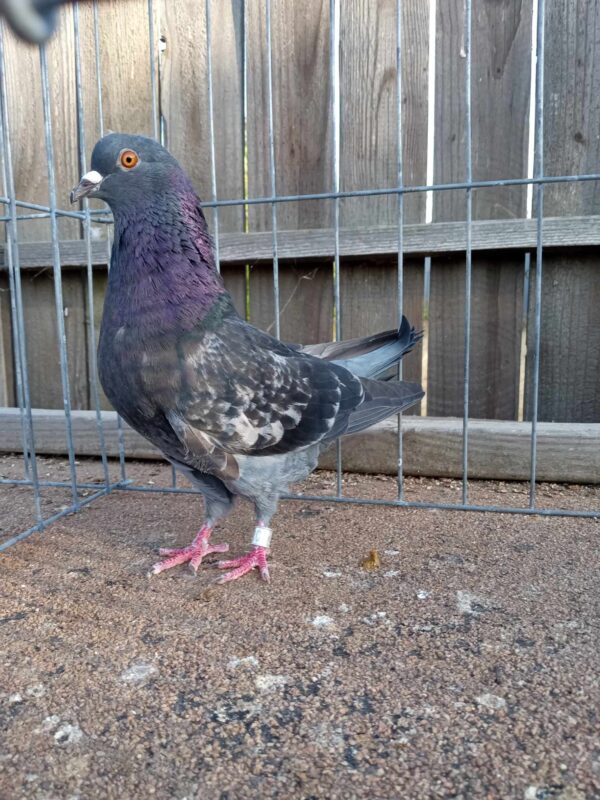 AARC Auction- HBRC Bird