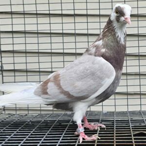 Minnestoa Flying Fund Auction- Co Thor Pair