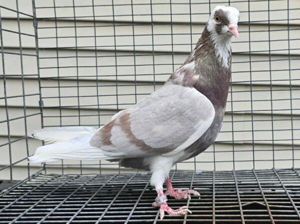 Minnestoa Flying Fund Auction- Co Thor Pair