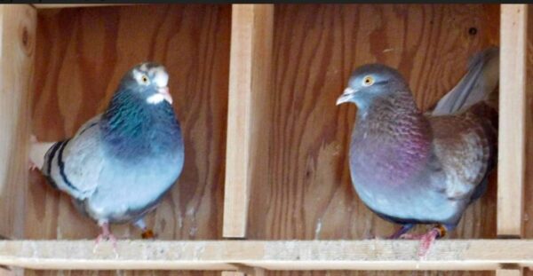 Minnesota Flying Fund Auction- Rick Schoening pair #2 - Image 2