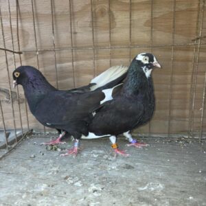 AARC Auction- Aswad Muhammand Pair #2
