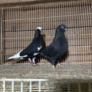 Minnesota Flying Fund  Auction- Rayford Lewis 2 youngsters
