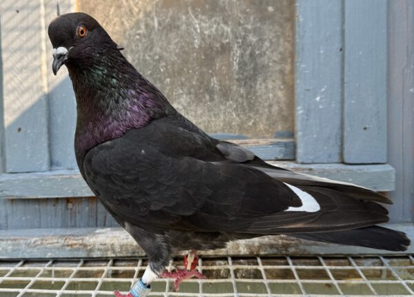 Minnesota Flying Fund Auction- 4 X 20 Bird Champion Mark Ritter Breeding Pair - Image 2