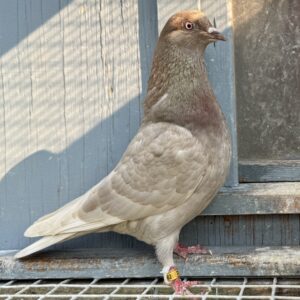Minnesota Flying Fund Auction- 4 X 20 Bird Champion Mark Ritter Breeding Pair