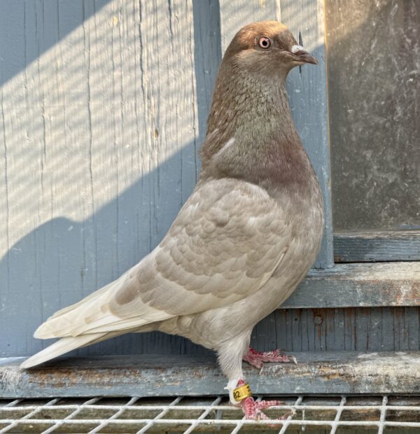 Minnesota Flying Fund Auction- 4 X 20 Bird Champion Mark Ritter Breeding Pair