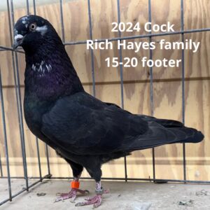 Minnesota Flying Fund Auction- Norm Brozovich Hayes Family cock