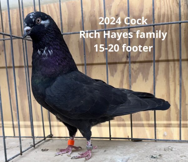 Minnesota Flying Fund Auction- Norm Brozovich Hayes Family cock