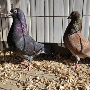 Minnesota Flying Fund Auction- JV Broeck Pair