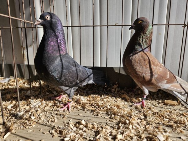 Minnesota Flying Fund Auction- JV Broeck Pair