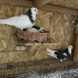 Minnesota Flying Fund Auction- Xue Her youngsters
