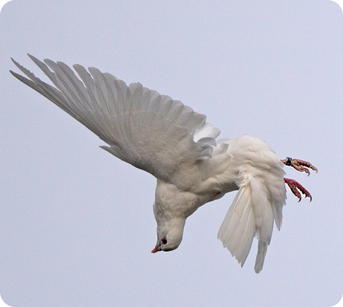 Birmingham Roller Pigeon