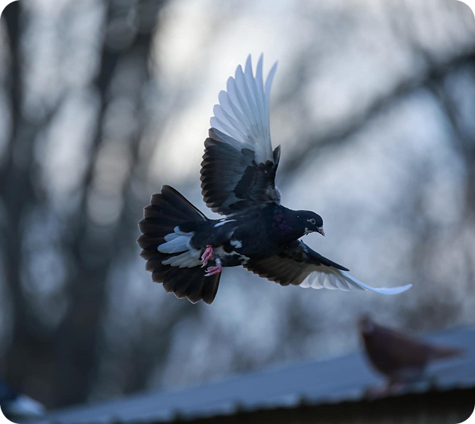 Characteristics of a Proper Birmingham Roller