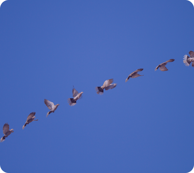 Homing Ability, Kit Flying, and Competition