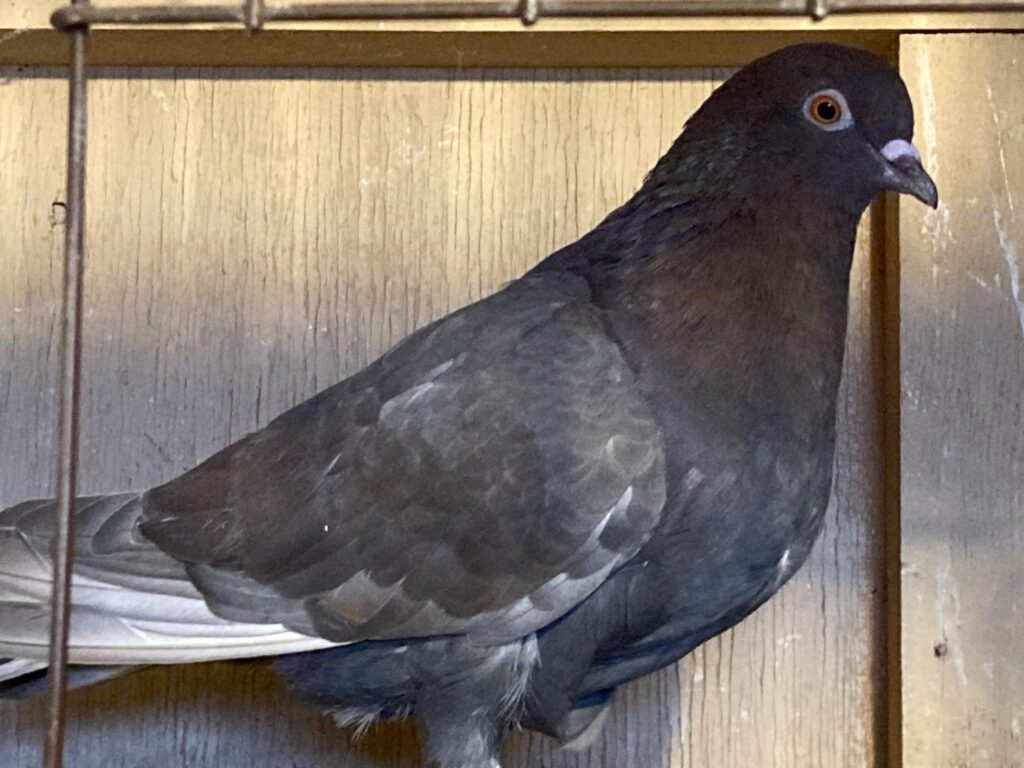 A pigeon is standing on the wall of a room.