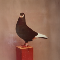 John McDougall's Flying American Roller – black beard OC. Photo from 1989. "I first started flying rollers in 1944. These blacks were developed from a red cock × black hen that Bill Schreiber gave me around 1972."  –  John McDougall