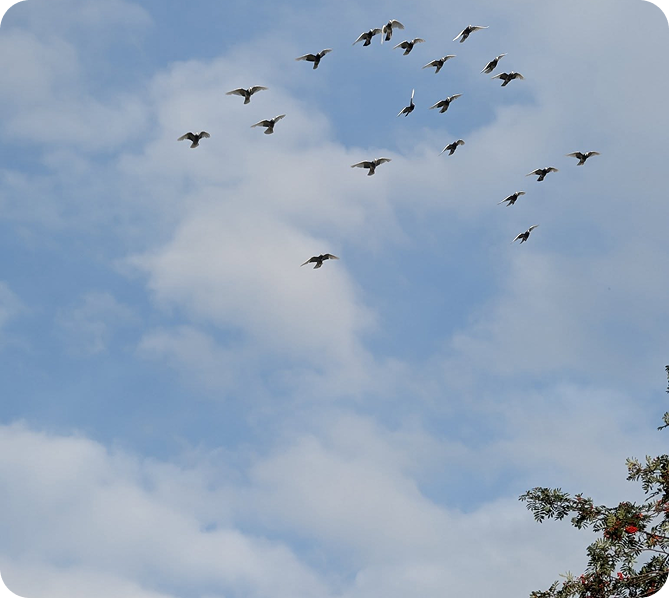 National Championship Fly birds in the air