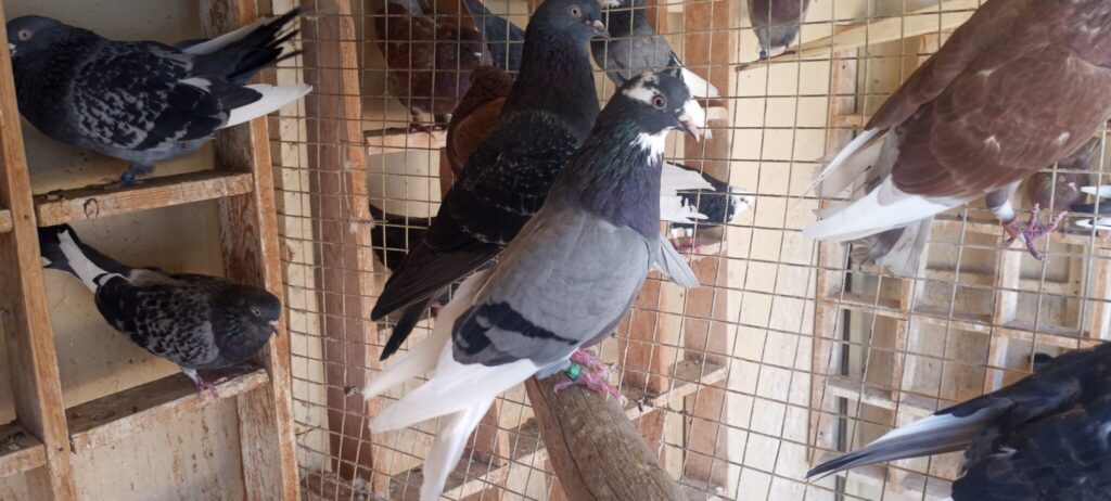 A group of pigeons sitting in a cage.