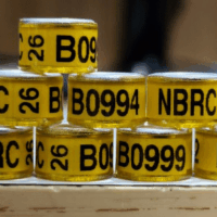 Membership Only NBRC Plastic Coated Aluminum Core Bands  2026 (Foreign orders)