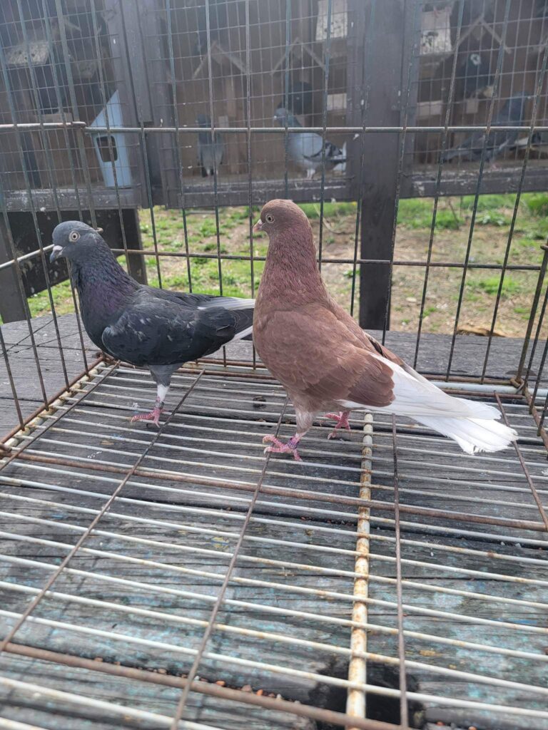 pigeons