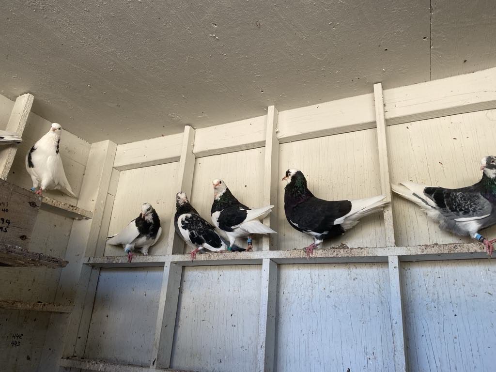 A group of pigeons sitting on top of a wall.