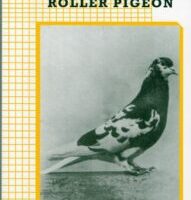 The Birmingham Roller Pigeon by William Hyla Pensom - members only