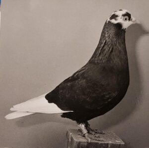 Fireball Rollers as they first appeared in James Graham's book "Acrobats of the Air" The Red Badge cock with the "Brooch" marking in the foreground is the famous "Fireball" cock, the namesake of the strain and was hatched in 1931.
