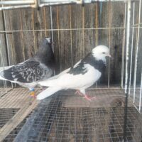 Region 1D Auction- Ronnie Ross pair of Irish youngsters