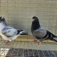 Region 1D Auction- 20 bird & 2x 11 Bird NCF Champion Ma Lee 2 youngsters