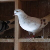 Region 1D Auction- Master Flyer HOF'er Rick Schoening pair