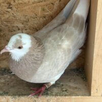 Region 1D Auction- Darrin Stone Turner Hen