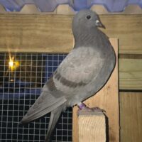 Region 1D Auction- Jason Heron nestmates