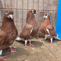 Region 1D Auction- Max Sterrett Lot 1 – A Group of Three Whittingham Rollers
