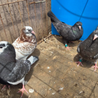 Region 1D Auction- Max Sterrett Lot 2 – Four Young Birds from Dennis Cook’s James Turner Family