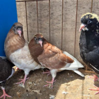 Region 1D Auction Max Sterrett Lot 3 – Four Young Birds from Dennis Cook’s James Turner Family