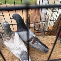 Region 1D Auction- Don Greene Pair