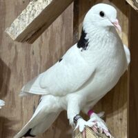 Region 1D Auction- Jay Yandle Kelebek Pair