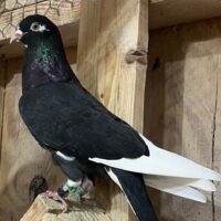 Region 1D Auction- Hall of Fame- Master Flier Jay Yandle Hen