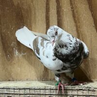 Region 1D Auction- Peter Ott Pair