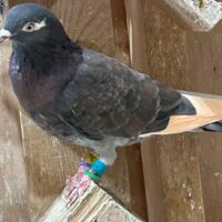 Region 1D Auction- Dennis Cook 2022 hen