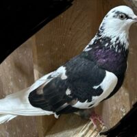 Region 1D Auction- Jay Yandle South African Pair