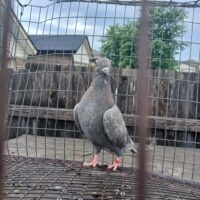 Region 5 Auction- Chad Baker 2026 bird