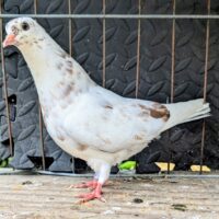 Region 8B Auction- George Curtis pair