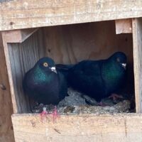 Region 8B Auction- Robert Krenz Breeding pair